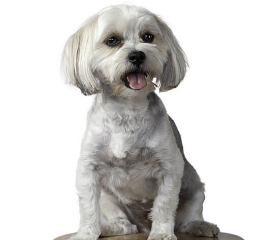 Morkie tzu sales